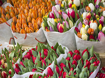 Flower Auction