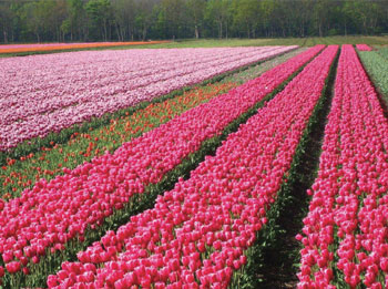 Keukenhof