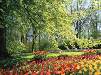 Keukenhof